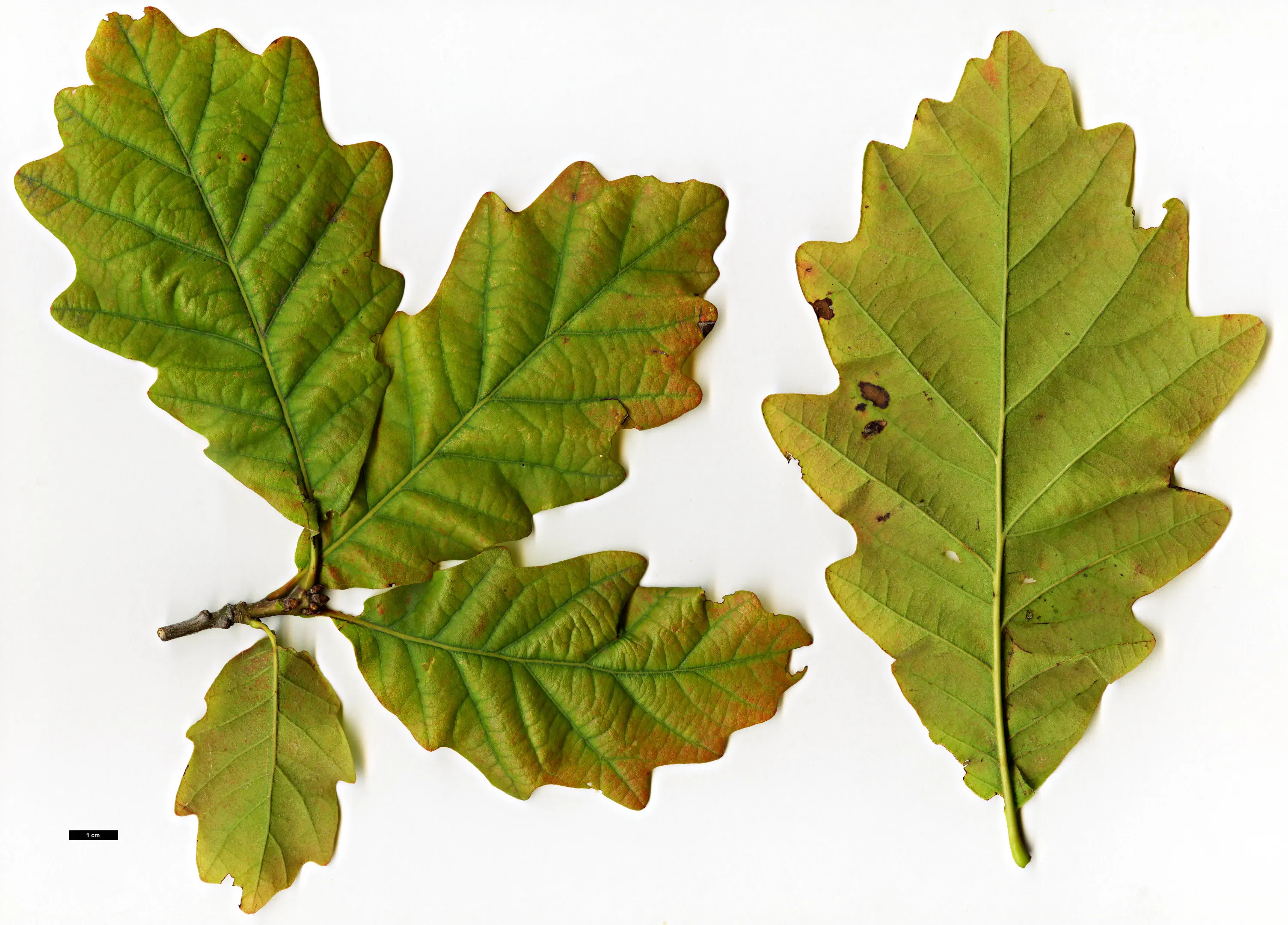 Image from a plant at Arboretum Het Leen Eeklo (Belgium), 2010